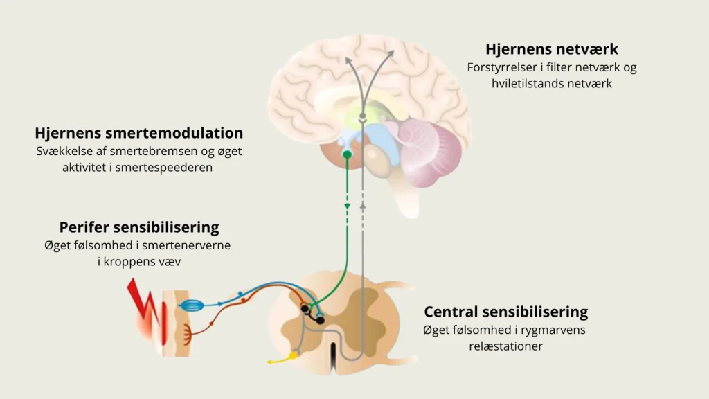 Illustration af perifer og central sensibilisering, hjernens smertemodulation samt filter- og hviletilstandsnetværk.